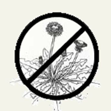 Kill / Control Dandelions + Hundreds more weeds in Rockford IL & Northern Illinois