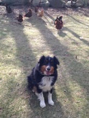 A true herding dog 🐶