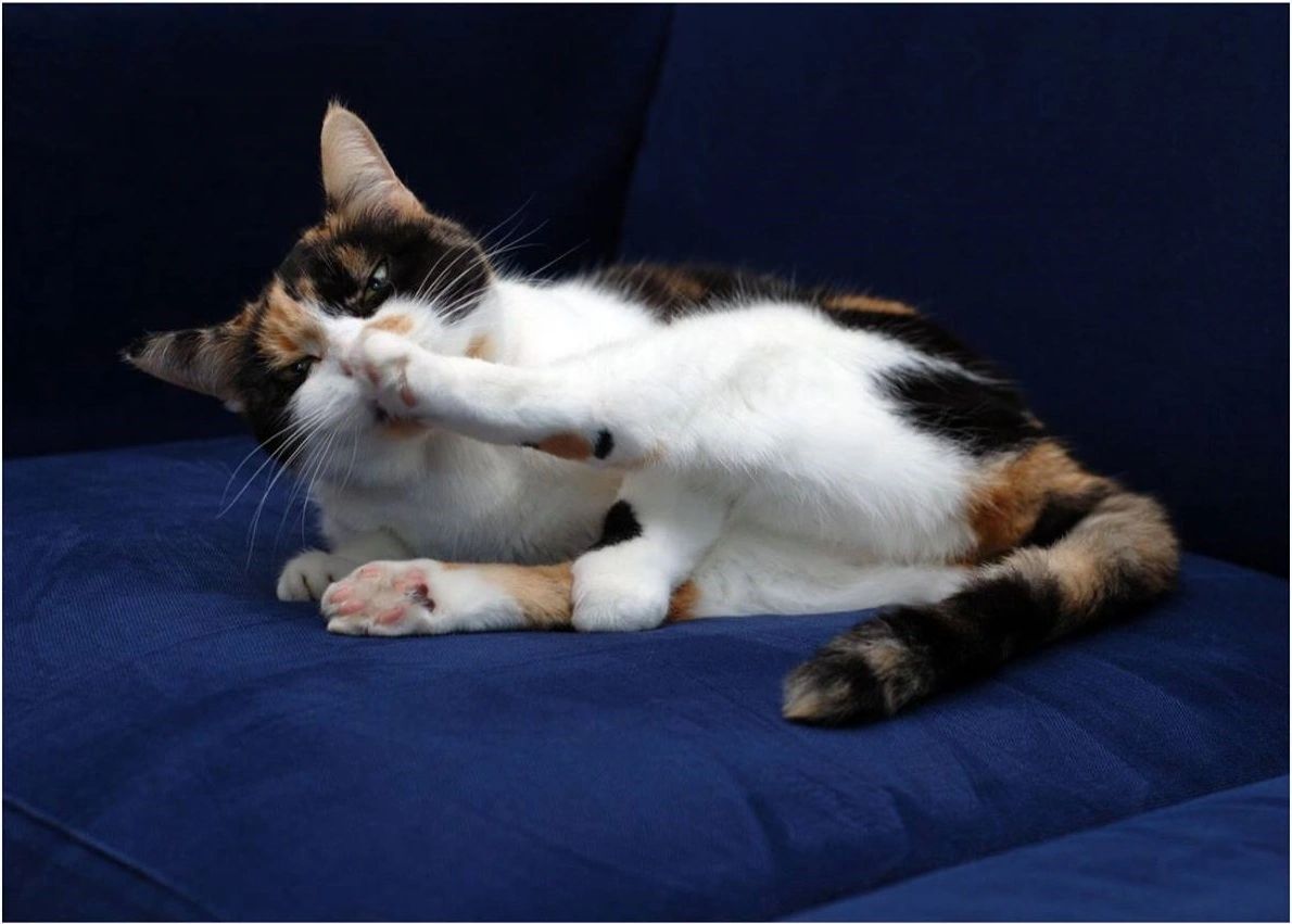 A playful cat just before it is groomed.