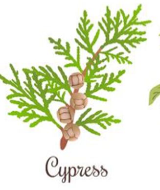 Illustration of a green cypress branch with cones and the label 'Cypress'.