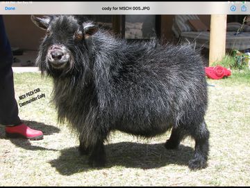 Registered Pygmy Goats
Registered Nigerian Dwarf
Miniature Goats