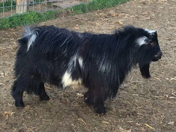 Registered Pygmy Goats
Registered Nigerian Dwarf
Miniature Goats