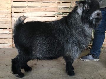 Registered Pygmy Goats
Registered Nigerian Dwarf
Miniature Goats