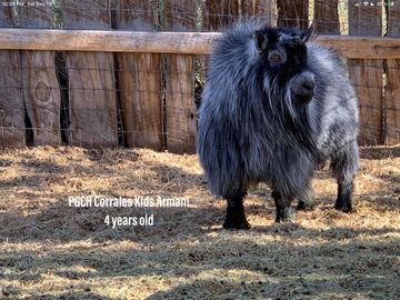 Registered Pygmy Goats
Registered Nigerian Dwarf
Miniature Goats