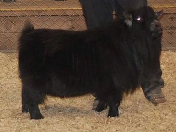 Registered Pygmy Goats
Registered Nigerian Dwarf
Miniature Goats