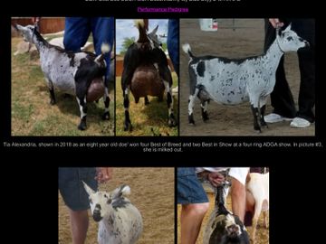 Registered Pygmy Goats
Registered Nigerian Dwarf
Miniature Goats