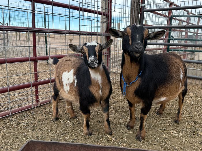 Two brown and black goats standing inside a fenced pen.