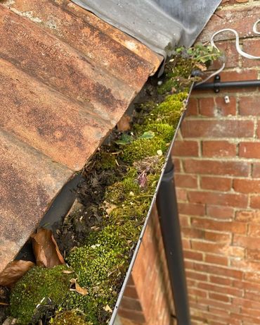 A moss-covered gutter along a brick wall and tiled roof.