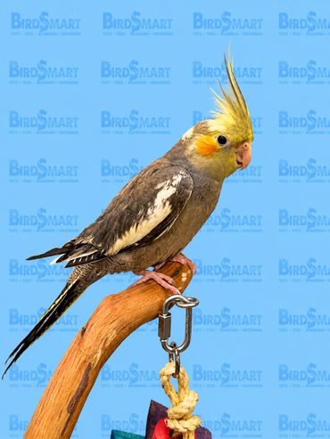 handfed.cockatiel.sandiego.california.11