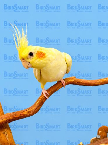 handfed.cockatiel.sandiego.california.11