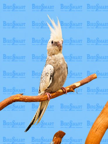 handfed.cockatiel.sandiego.california.11