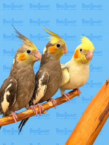 handfed.cockatiel.sandiego.california.11