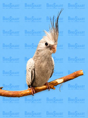 handfed.cockatiel.sandiego.california.11