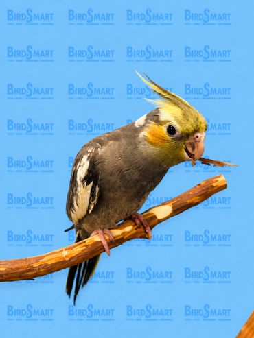 handfed.cockatiel.sandiego.california.11
