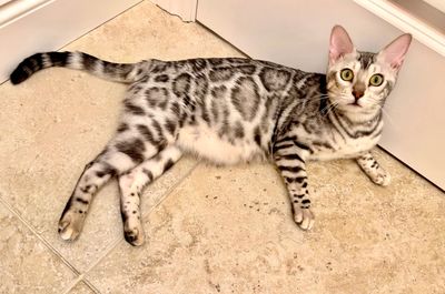 Silver black Bengal with rosettes - Diamond. This beautiful show-quality Bengal Queen has vivid mark