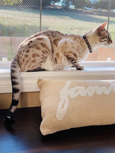 Snow Lynx Point Frosty. Looks like a snow leopard. Adorable. He has wide nose, small ears, startling