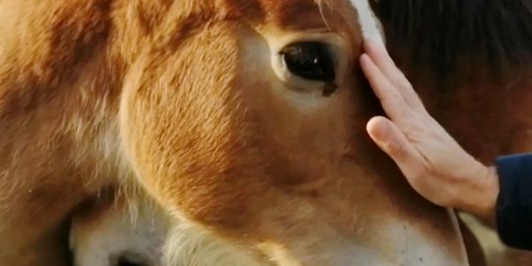Soothing a horse with human touch during therapy evaluation