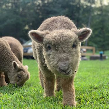 VIsit our farm friends, sheep, ducks, goats , chickens and more