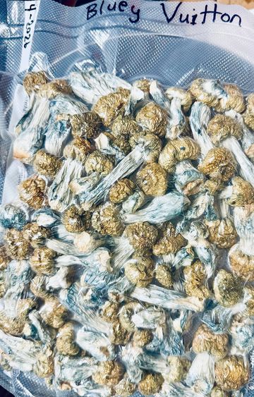BLUEY VUITTON PSILOCYBIN
HIGHLY SOUGHT AFTER HIGHLY POTENT PSILOCYBIN MUSHROOM
A PREMIUM STRAIN.