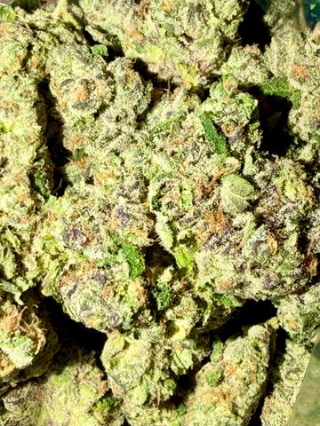 Sharpie Hybrid Cannabis Strain
Dense, chunky, conical nugs
Deep greens and violet near-black purple