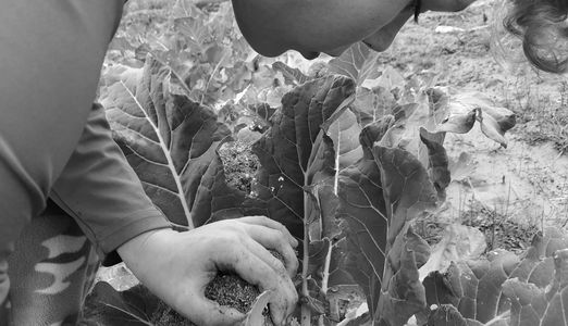 Broccoli being harvested