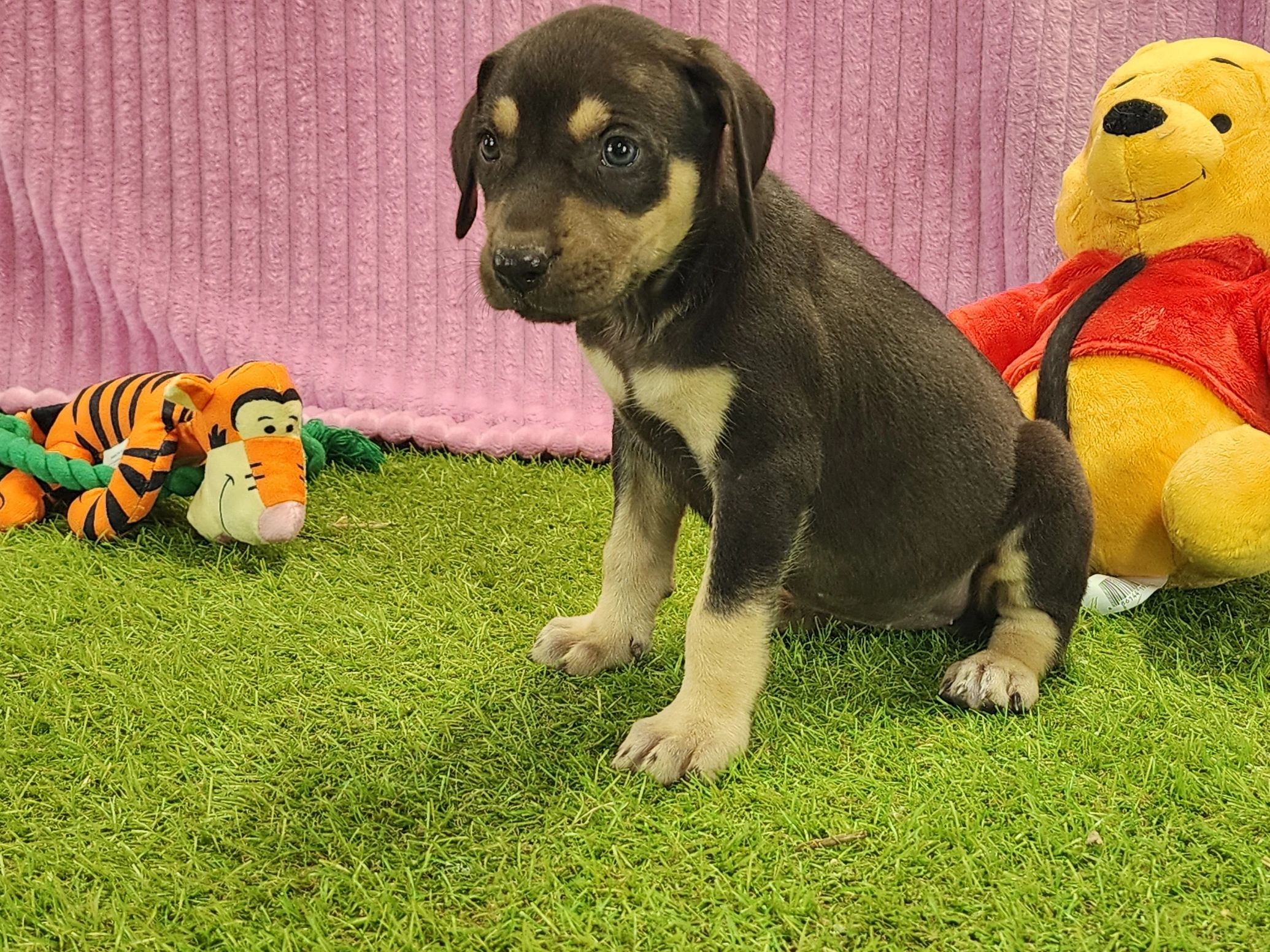 Cute puppy sitting on grass with stuffed toys.