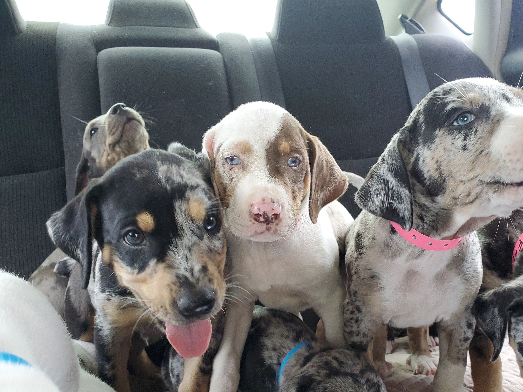 A group of adorable puppies sitting inside a car's backseat.
