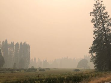 What lurks beyond the mist?