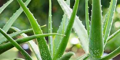 Aloe vera is known for its healing antibacterial properties.