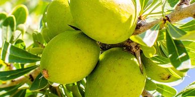 Argan Oil is rich in essential nutrients, antioxidants, while moisturizing the skin.