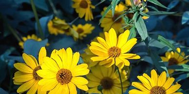 Arnica has long been used to promote healthy inflammatory responses, soreness, and swelling.