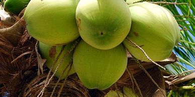 Coconut oil helps strengthen your skin’s protective barrier.