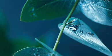 Eucalyptus has a beautiful, sharp scent. It helps clear your sinus passages and minor discomfort.