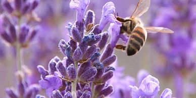 Lavender is a great tool when it comes to mood.