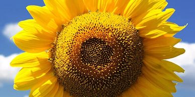 Sunflower oil is rich in vitamins A, and D, along with fatty acids. Salve Stick