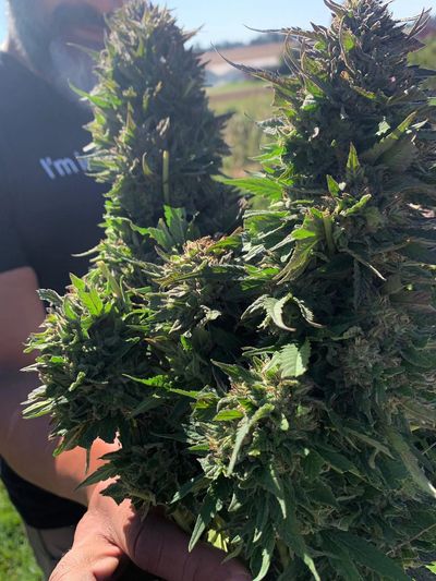 Showcasing Brady's beautiful Buds from our Bucks County farm.