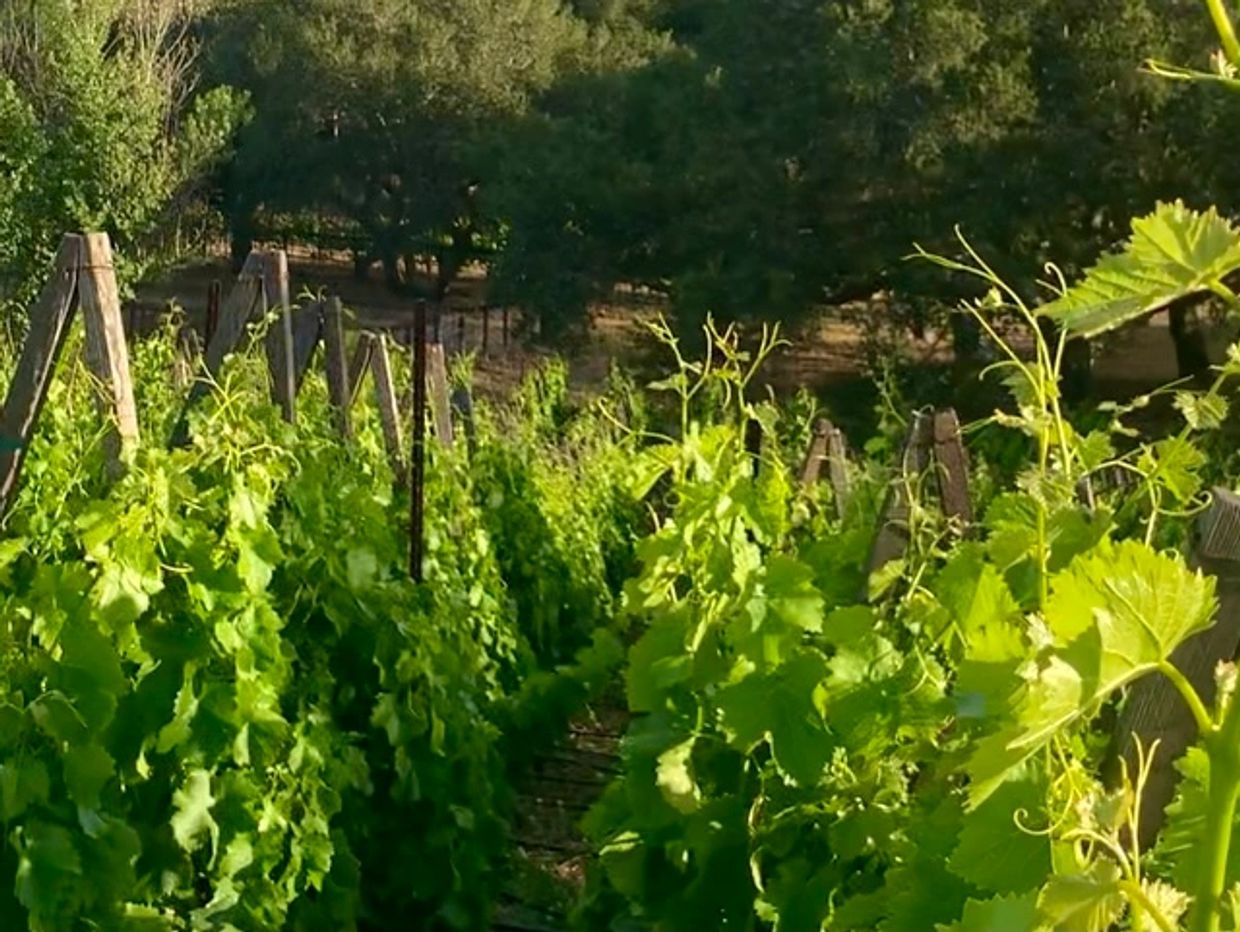 Grape vines in a vineyard with biodiversity such as oak trees; habitat for hawks and owls.