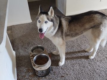 Dog feeding