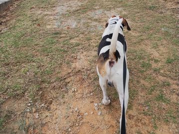 Walking dog