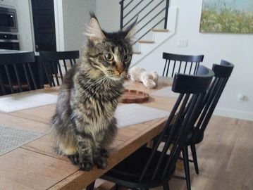 Cat at home