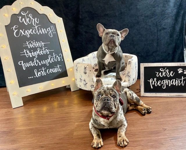 frenchie pregnancy
