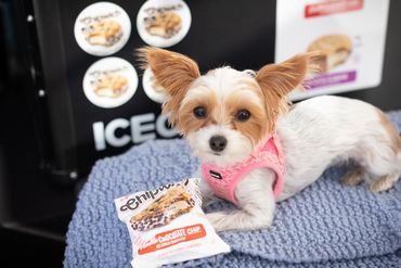 Cute dog laying on blanket at the Urbanna Oyster Festival in November 2023 helping selling Ice Cream