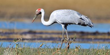 Brolga