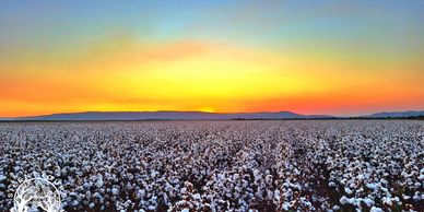 Kununurra Cotton Sunset