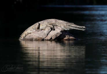 Fresh water Crocodile on a Rock