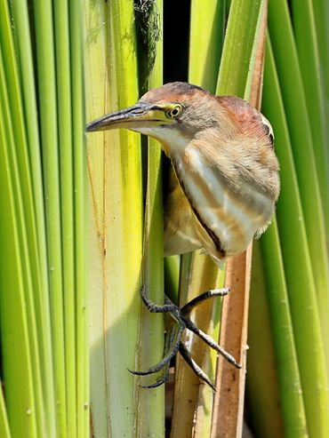 Little Bittern