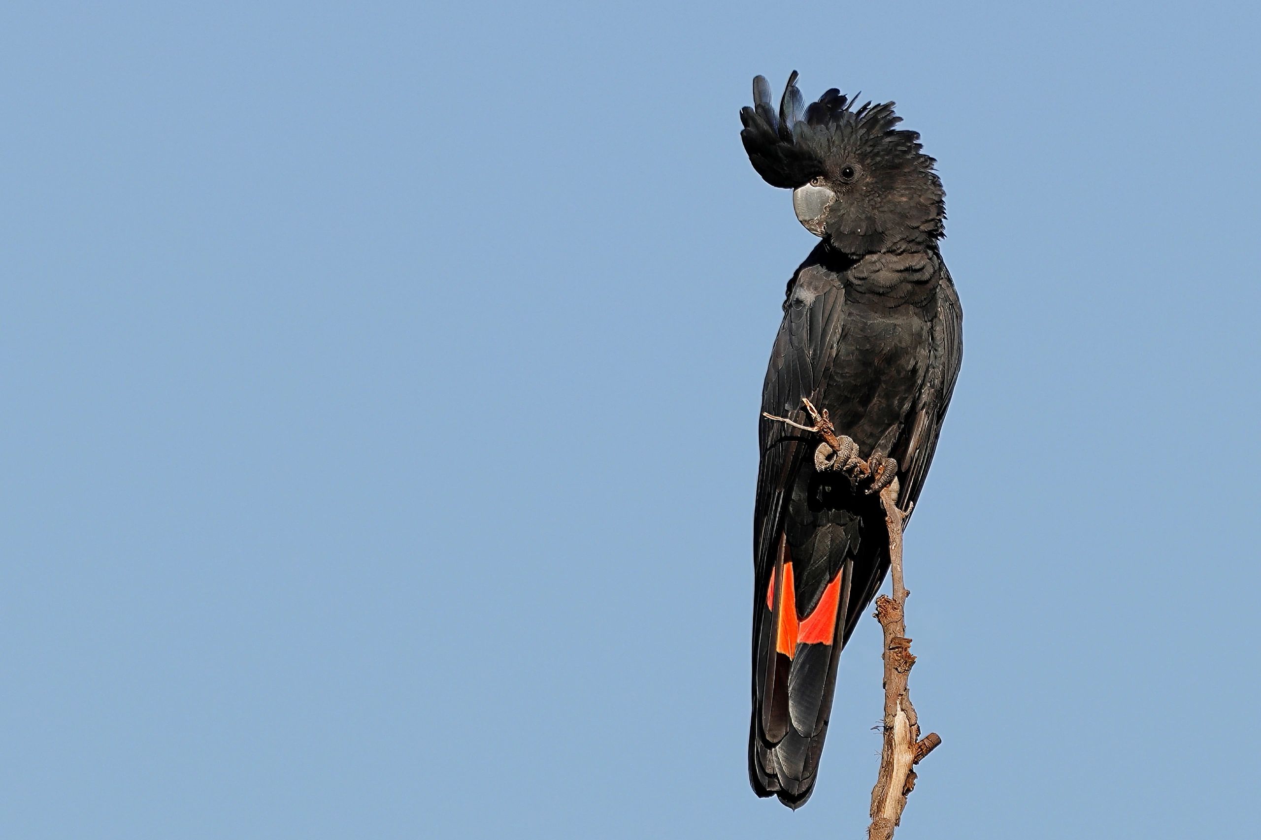 Red-tailed Black Cockatoo. Copyright © 2025 Silent Tours - All Rights Reserved