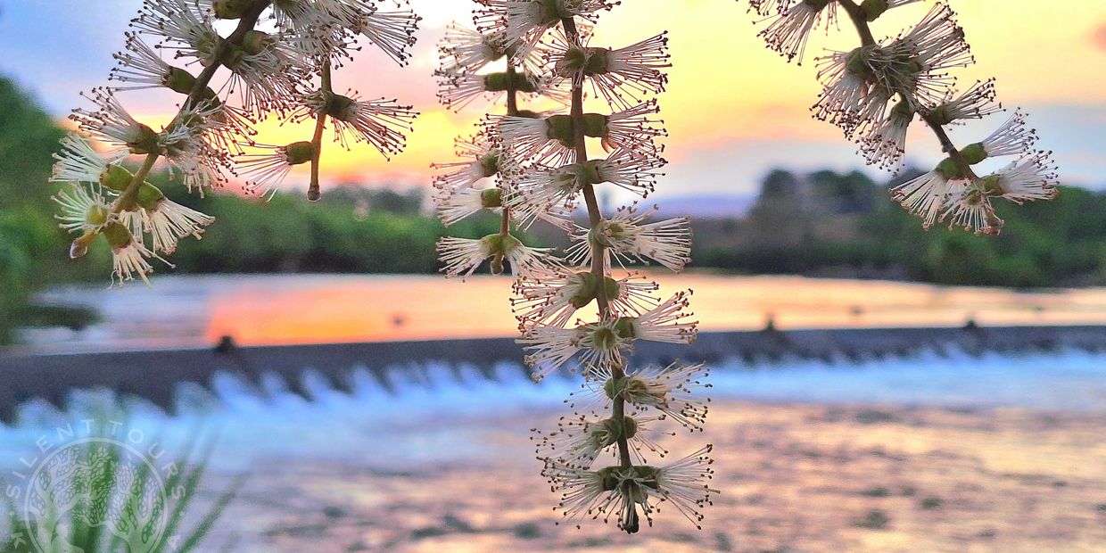 Paperbark flowers over Ivanhoe crossing