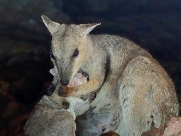 A mother and Joey Rock Wallaby