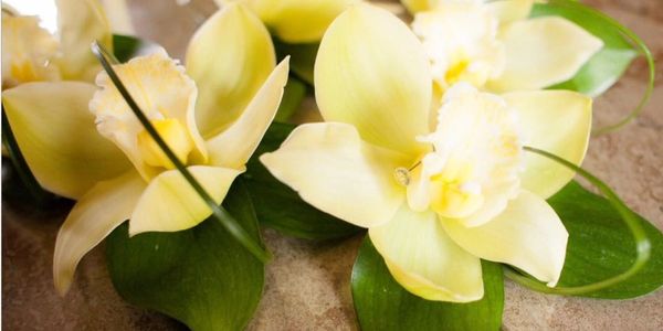 Lovely Fresh Orchid Buttonholes